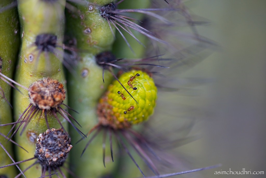 opcnm cactus and ant macro... ants crawling on a cactus bu… Flickr