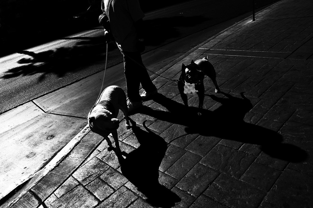 2 Dog Nite !!! The Strip !!! View On Black imagejoe Flickr