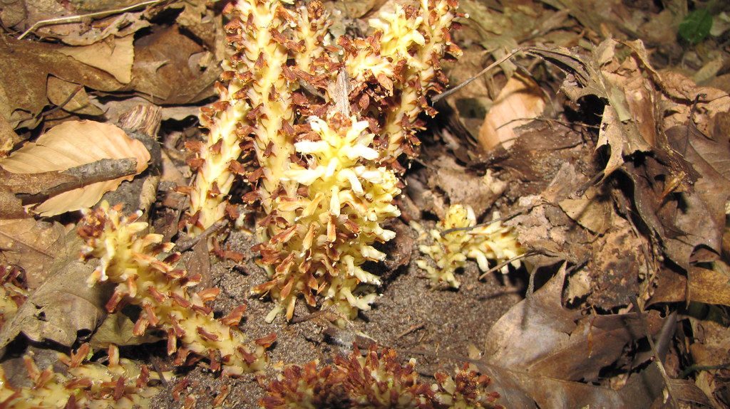 IMG_2555 Oak tree root parasite fungus. mmmch00 Flickr