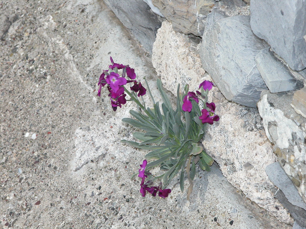 purple flowers on a cliff face egreene7 Flickr