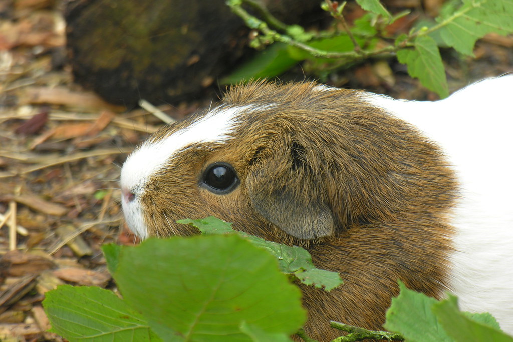 Guinea Pigs at Pets Corner Pets Corner at Longleat Safari … Flickr
