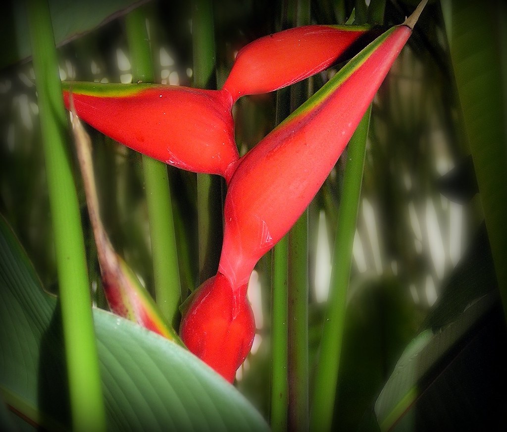 Heliconia bihai. Lobster claw. Flickr