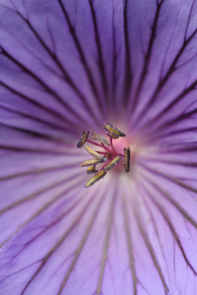 Wild Geranium Ian Linton Flickr