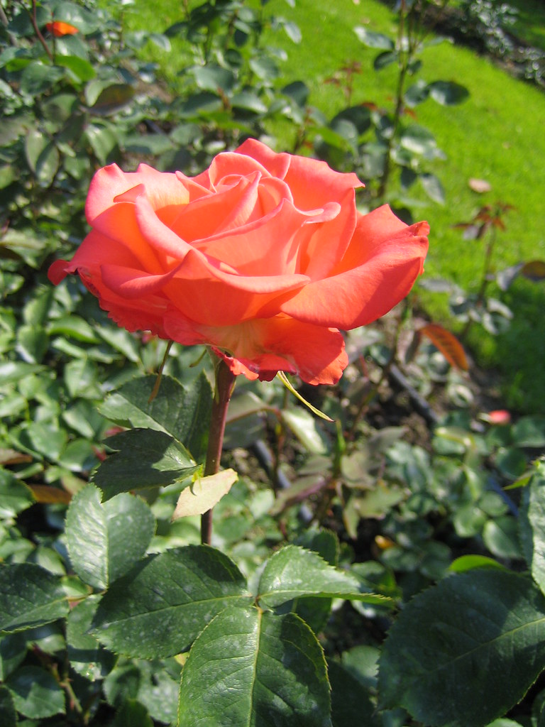 Rose "Träumerei" Hatanpään arboretum, Tampere, 8th July 20