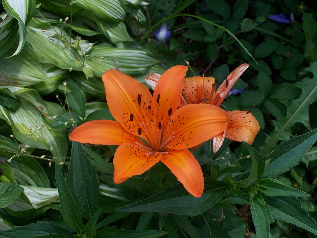 Craigslist and more flowers 013 Kris Flickr