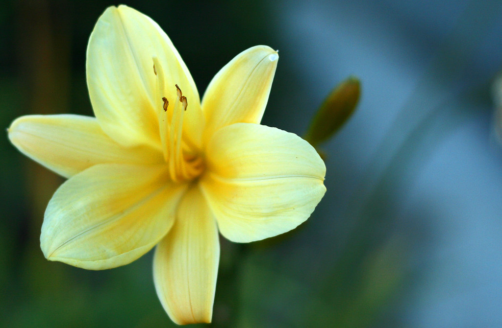 Daylily When words escape, flowers speak. Bruce W. Curri… Flickr
