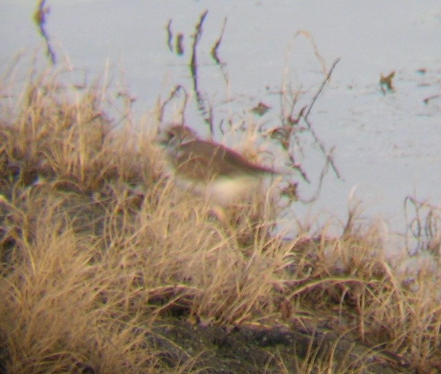 Killdeer, Potholes, Washington Killdeer Charadrius vocifer… Flickr