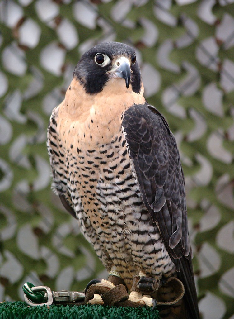 Falcon Bird show at NY state fair. Carl Mueller Flickr
