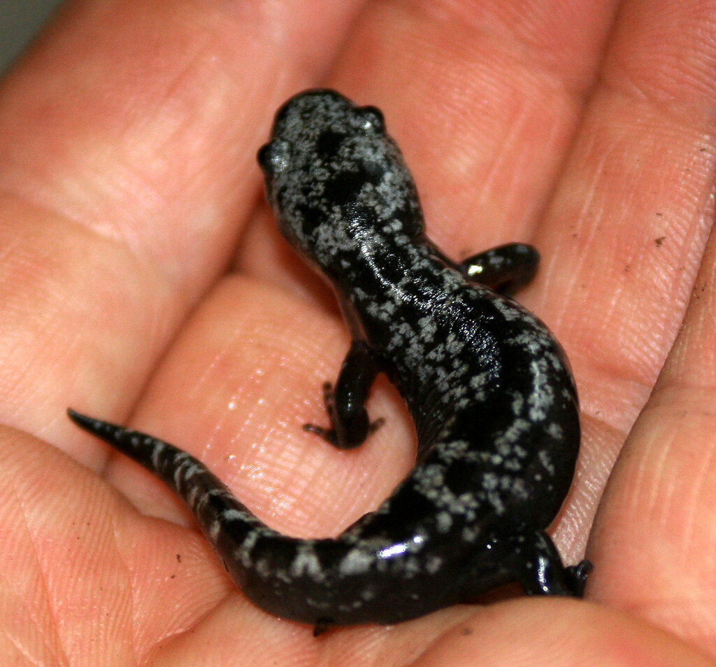 Salamander closeup... ID anyone? Found in our yard in … Flickr