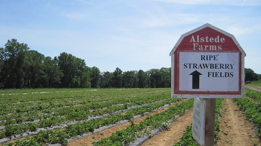 Alstede Farms strawberry picking at alstede farms in new j