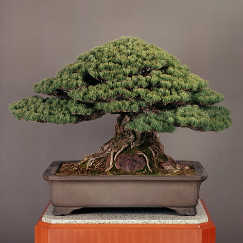 Flickriver Photoset 'KINTALL BONSAI GALLERY' by Rodrigo Sousa1