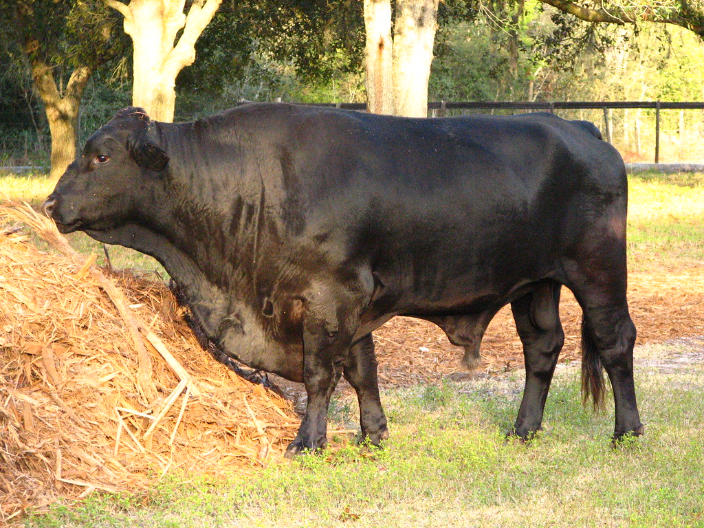 henery 6yr. old brangus bull monica king