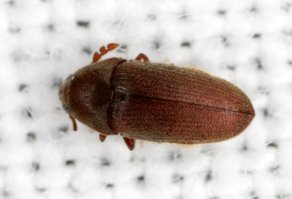 False Metallic Woodboring Beetle Family Throscidae, unkno… Flickr