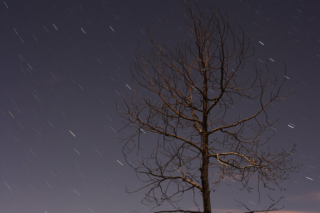 The tree has seen better days (and nights) jpstanley Flickr