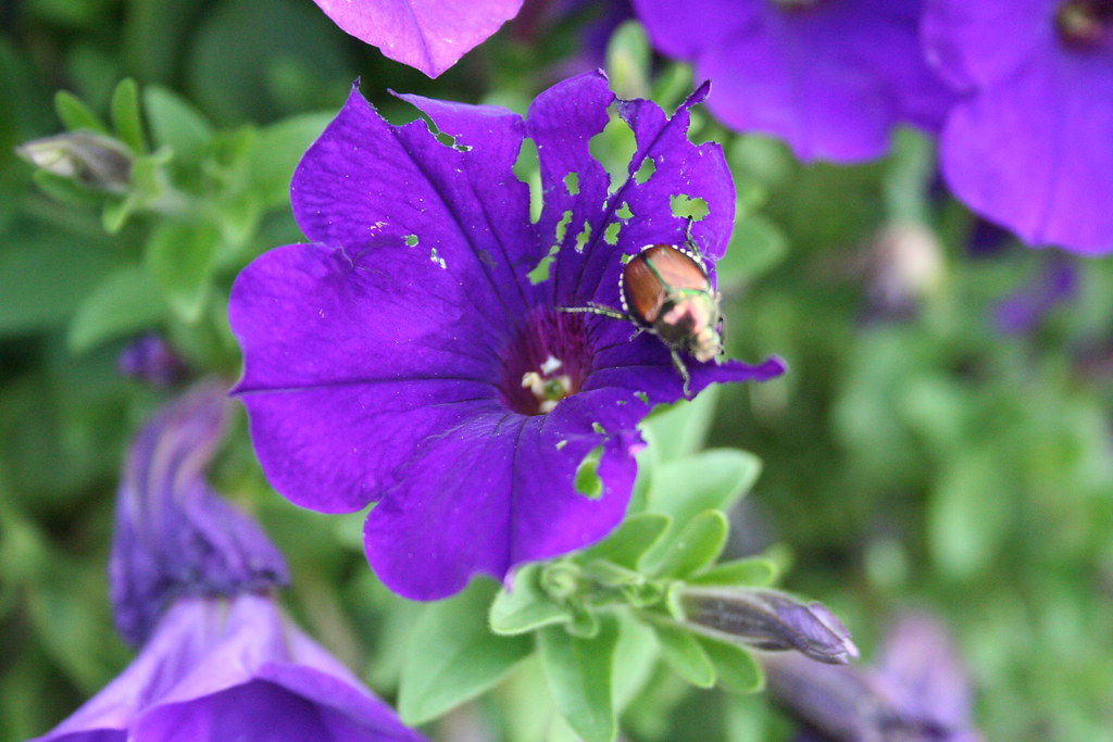 purple flower + june bug Santiago_Photography Flickr