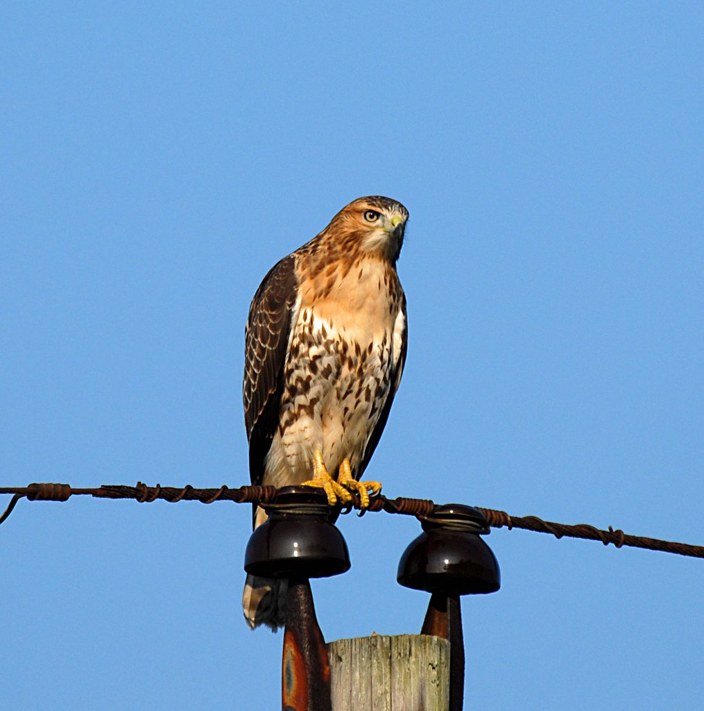 RedTail Hawk August 2,2007 Manville Indiana well I really … Flickr