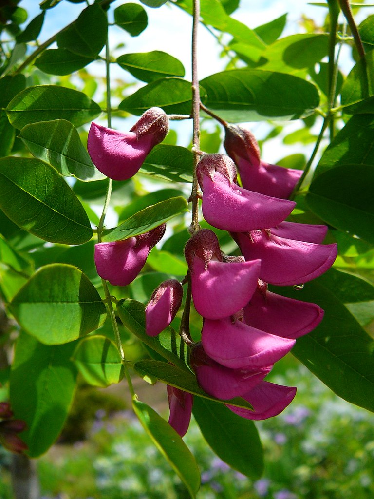 Robinia pseudoacacia 'Purple Robe' Black Locust Kingsbrae Garden Flickr