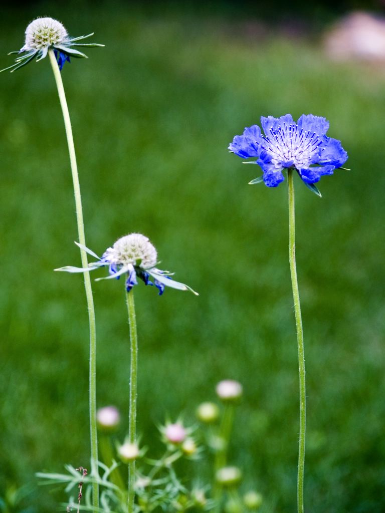 Pincushion Flower Back garden Larry Jacobsen Flickr