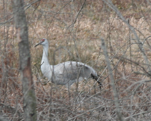Sandhill crane in brush Rare Pennsylvania visitor that is … Flickr