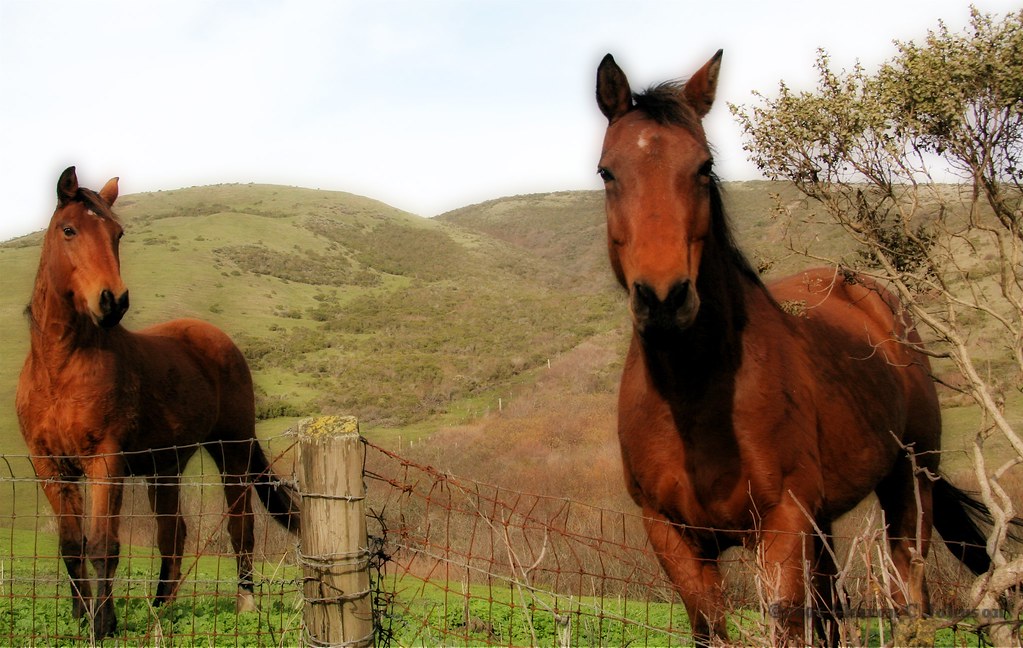 The Horses in Orton Orton Imagery. Taken near Pescadero, C… Sharon