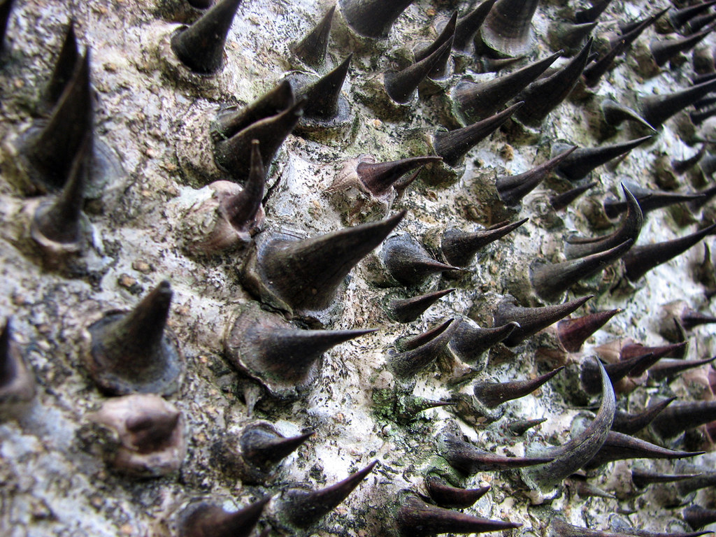 Chorisia speciosa Silk Floss Tree Thorny Tree Cairns Flickr