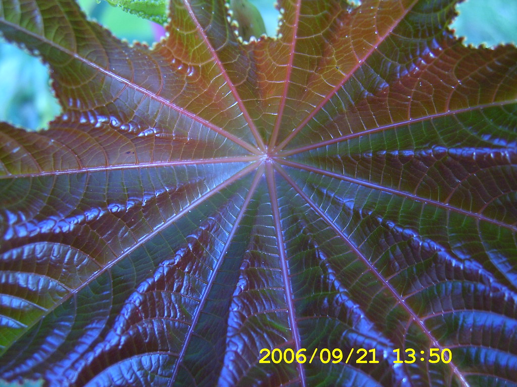 Ricinus An umbrellaleaf. Medicinal plant names Latin Ric… Flickr