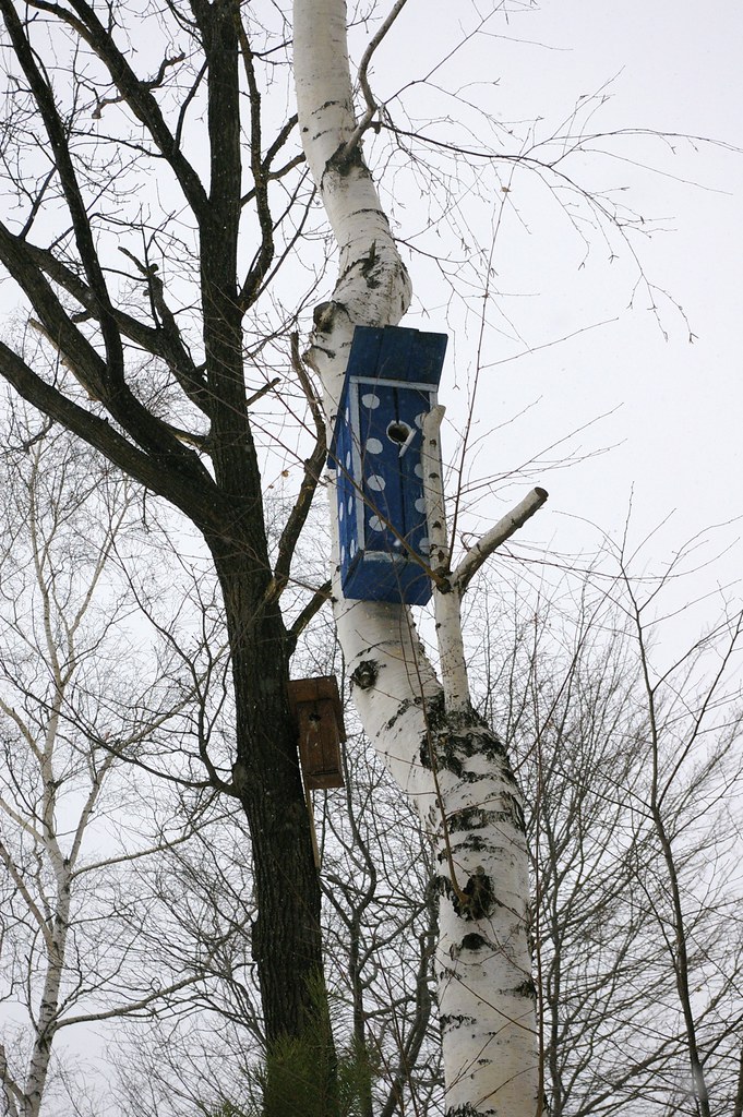 Birdhouse on a birch tree Marcin Bajer Flickr