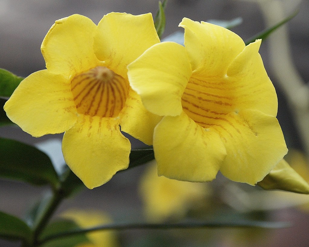 Yellow Trumpet Flowers at Botanical Garden David Stahl Flickr