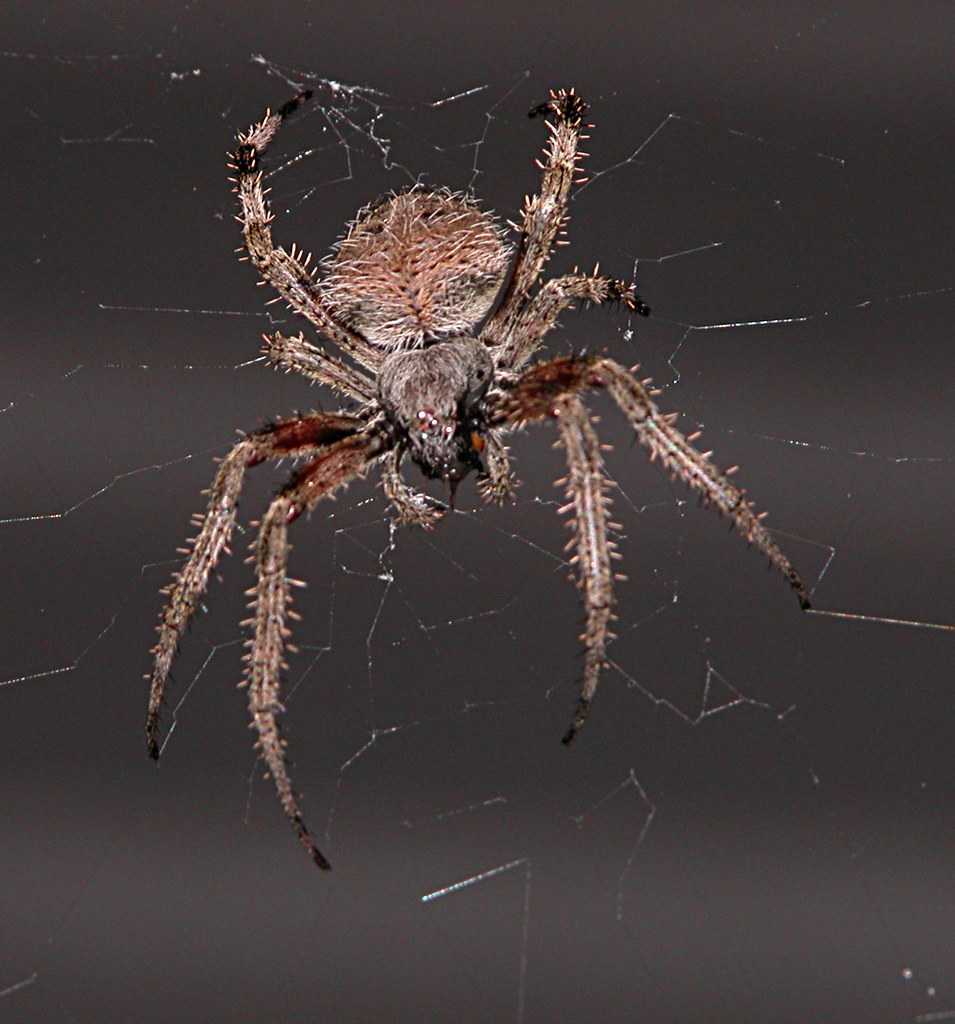Neoscona hentzi (aka barn spider) in the early morning Flickr