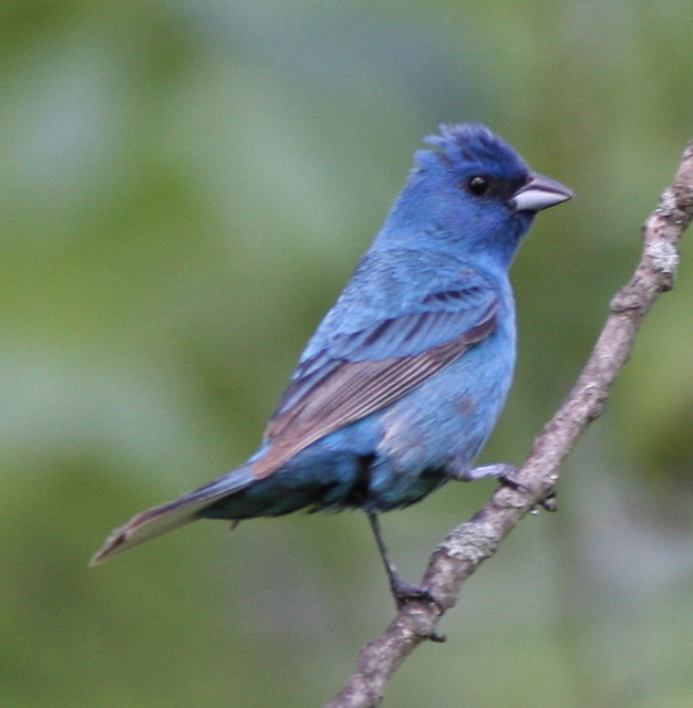 Indigo bunting Mary Ann Furnace Trail, Codorus State Park,… Flickr