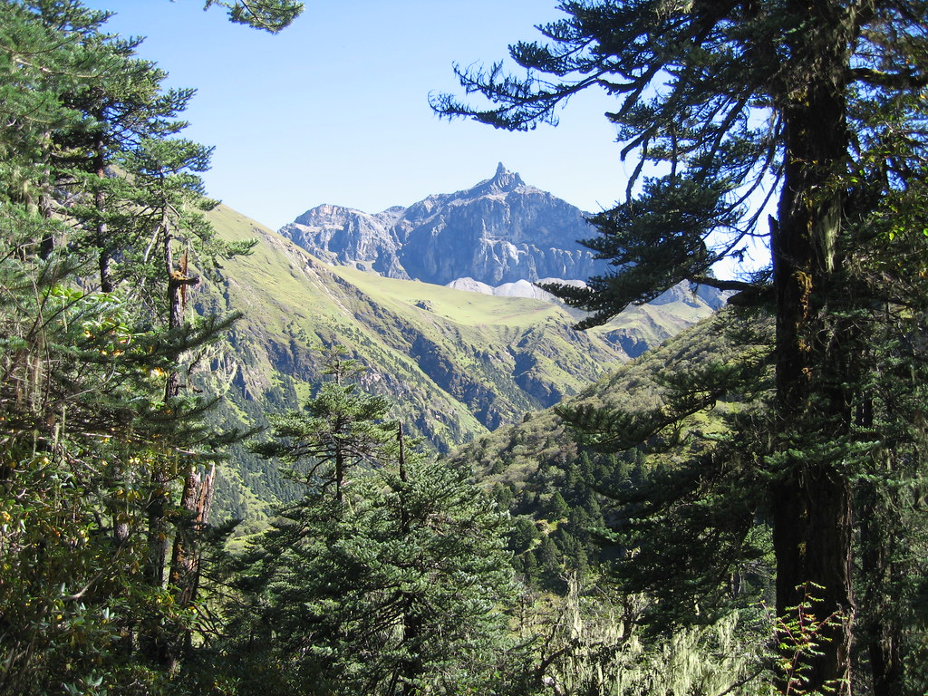 Bhutan through the trees graham Flickr