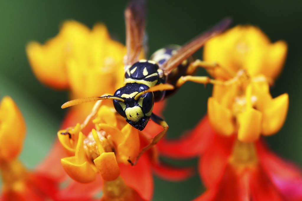 Yellow Jacket Portrait Taken at the Olbrich Gardens here i… Flickr