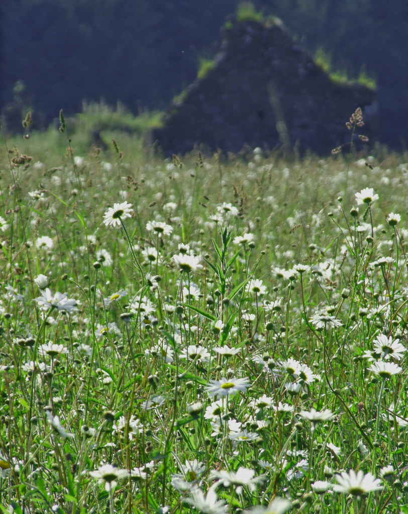Field of dreams Victoria Cormie Flickr