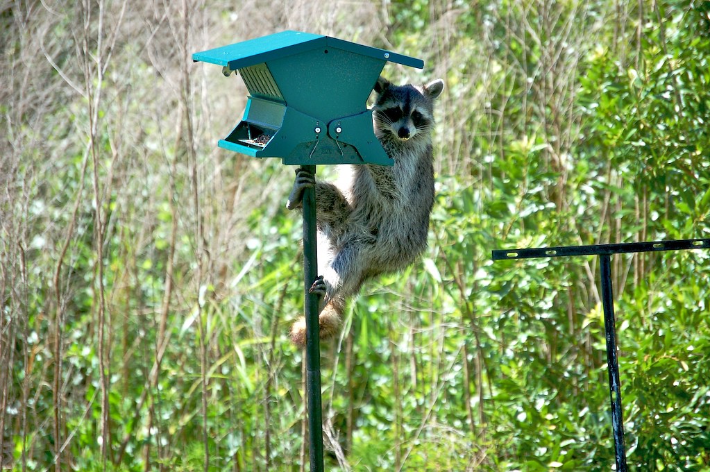 ThiefInMyYard This was one hungry raccoon, eating bird see… P.W