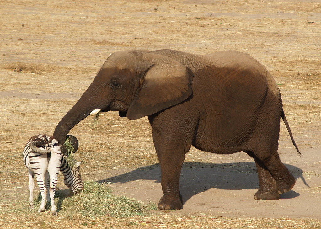 Animal Interaction We could see into the elephant play are… Flickr