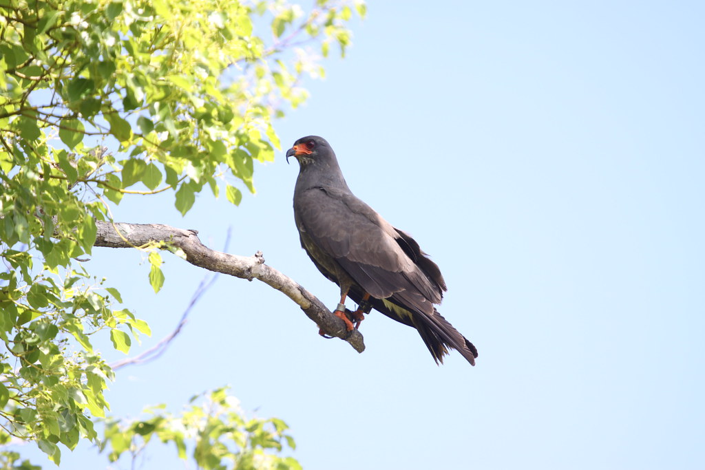 SnailKite Seen Brinson Park Susan Nixon Flickr