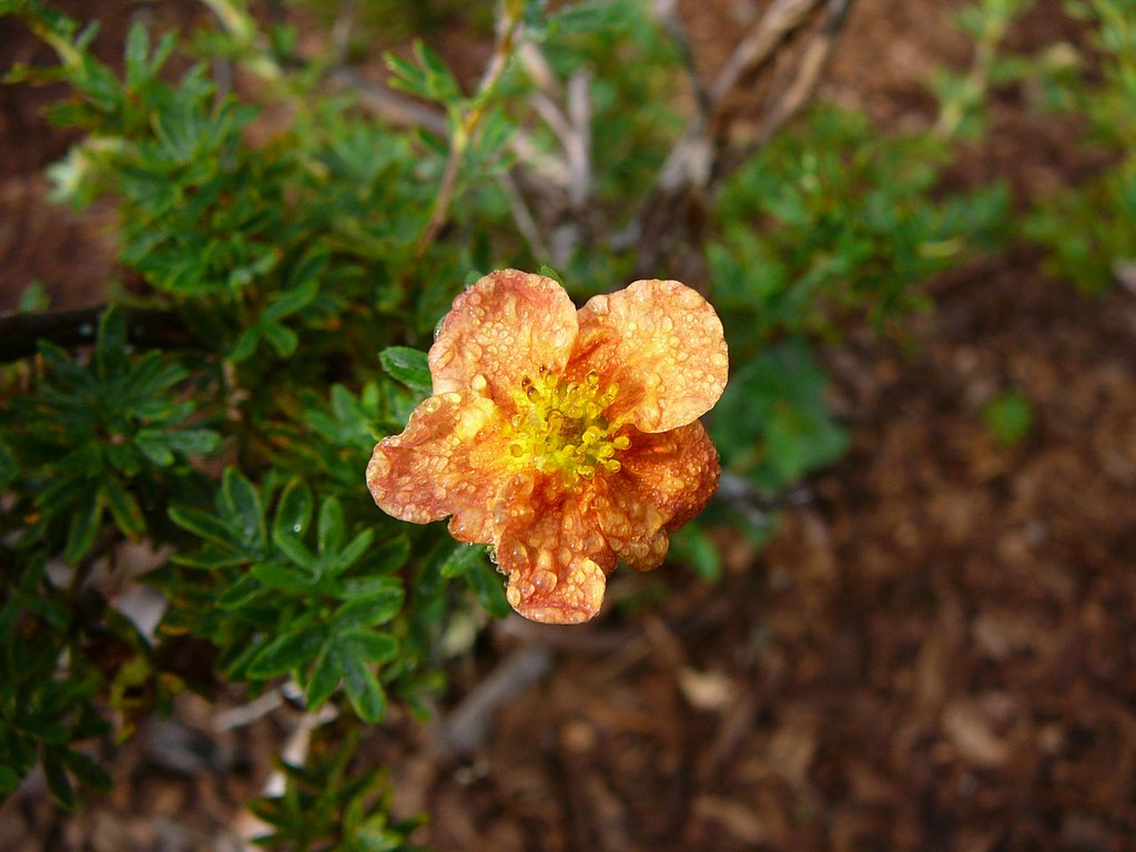 Potentilla fruticosa 'Red Ace' Bush Cinquefoil Kingsbrae Garden Flickr