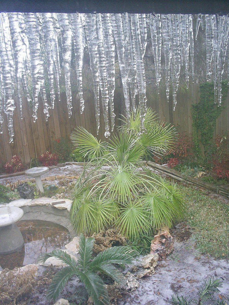 Danas frozen palm tree Dunia Guzman Flickr