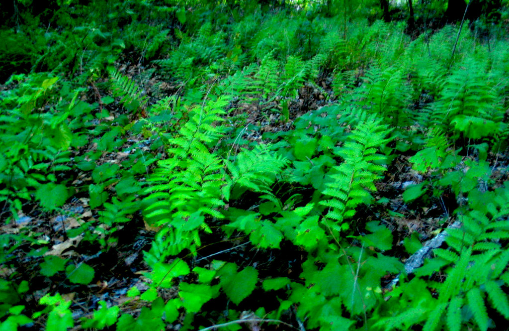 Green Groundcover Ferns Mulch Undergrowth Woods Christopher Sessums Flickr