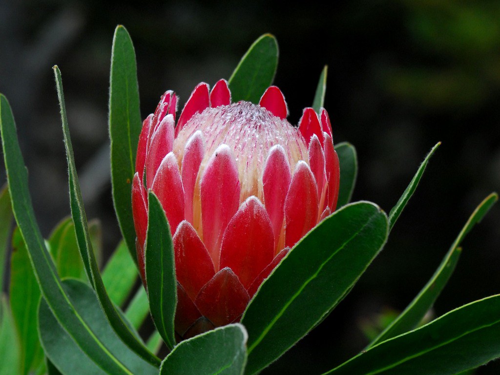 Protea 'Pink Ice' a photo on Flickriver