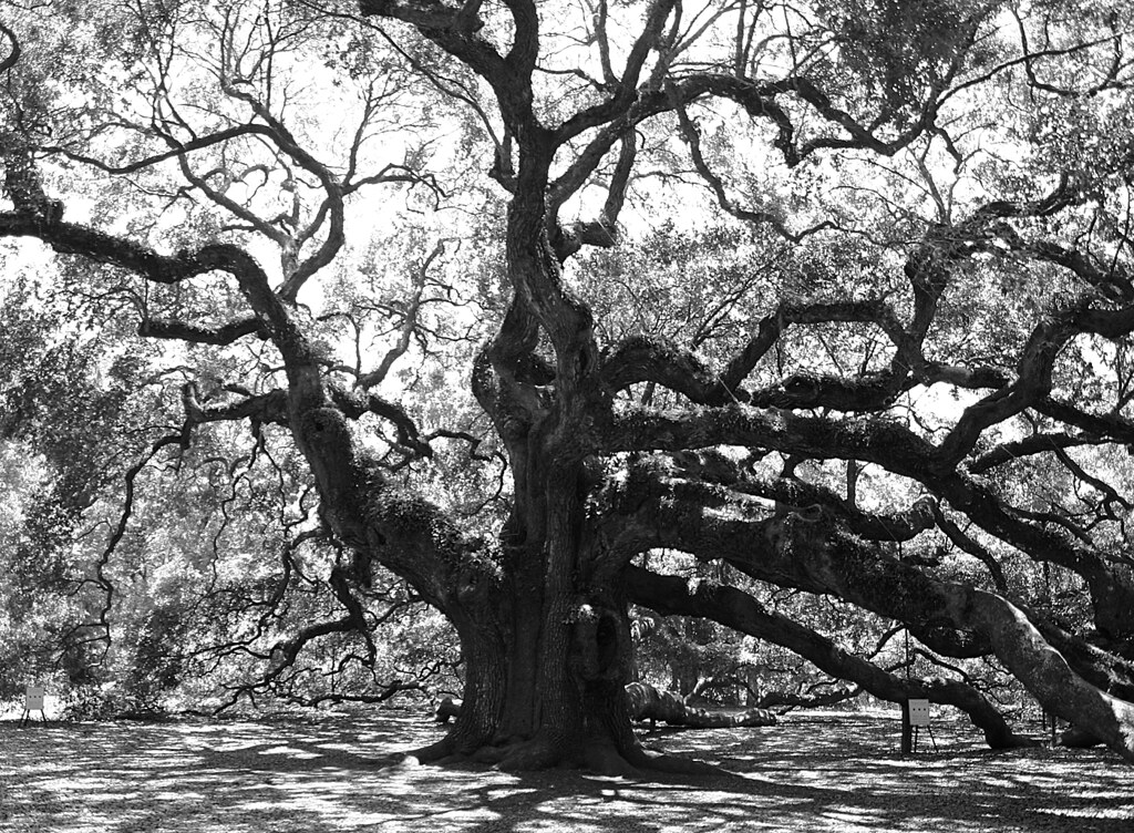 Angel Oak Angel Oak is a 1400+ year old live oak (Quercus … Flickr