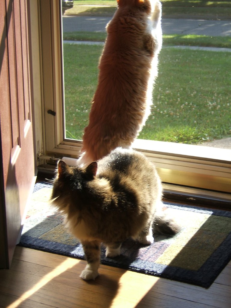 Moonbeam and Milo at front door Moonbeam's checking out Mi… Flickr