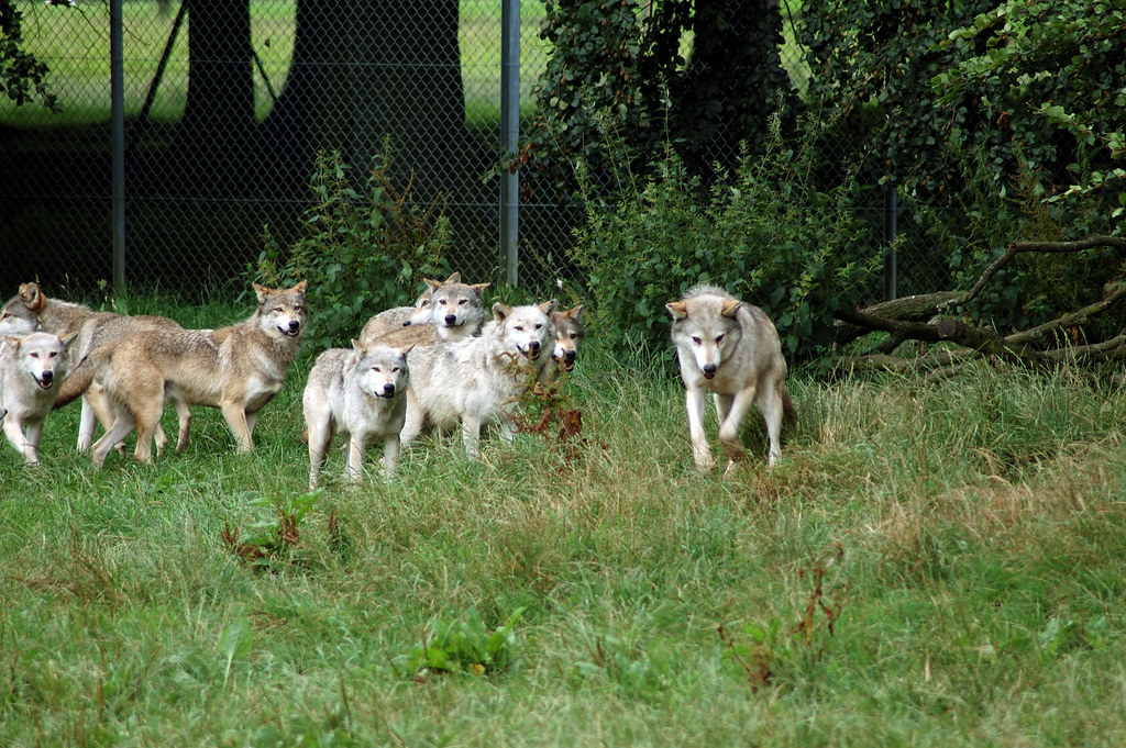 Wolf Pack These are the European grey wolves, out and abou… Neil