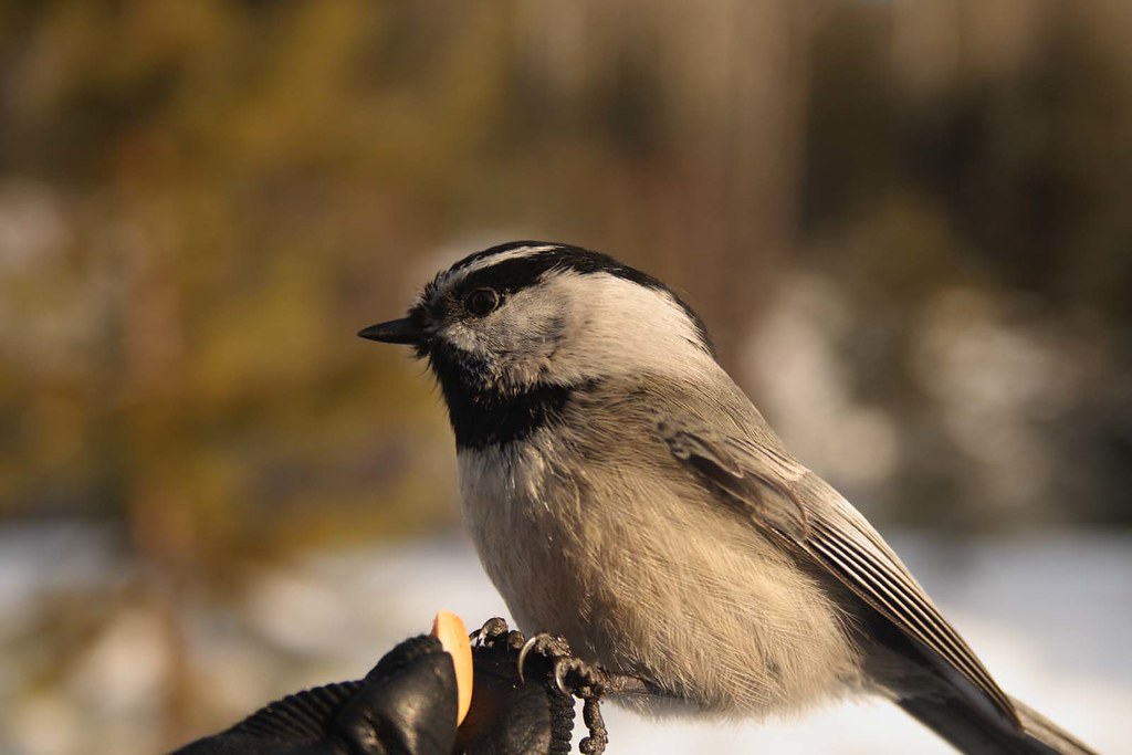 Mountain Chick 2 Yup, that would be my hand, I've got a gr… Flickr