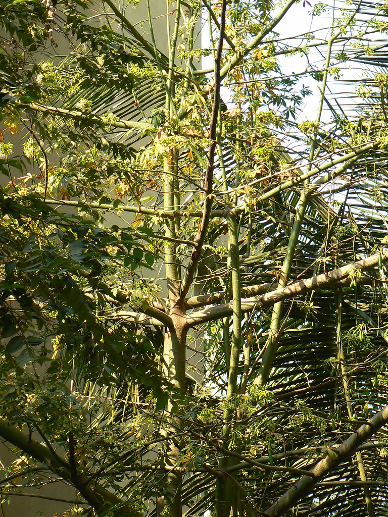 White SilkCotton tree Common name White Silk Cotton Tree… Flickr