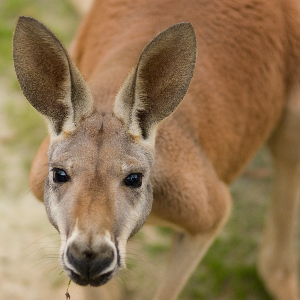 roo1 red kangaroo at the central florida zoo MorningThief581 Flickr