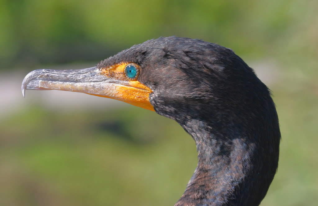 Greeneyed Beauty(?) This Doublecrested Cormorant was kin… Flickr
