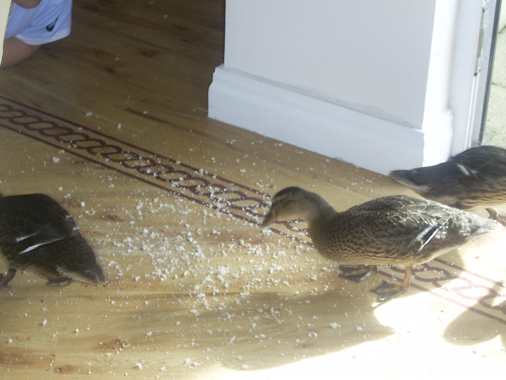 02.08.2007 148 Ducks are very messy eaters! Karen Flickr