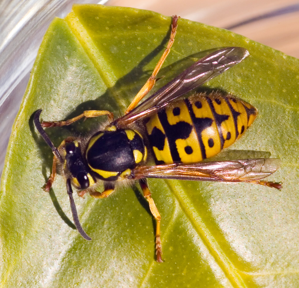 Flickriver Photoset 'European wasps' by Schilling 2