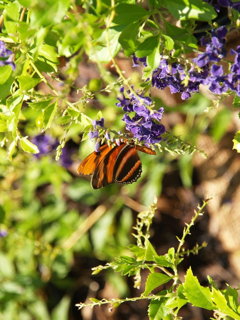 Galveston Texas Moody Gardens Amazing Butterflies 2010 exh… Flickr
